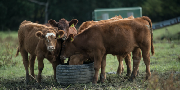 Managing Mineral Intake