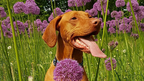 Spring Allergies in Pets