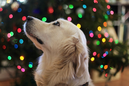 Holiday Pet Safety