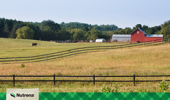 Shelter & Care Basics for Cattle