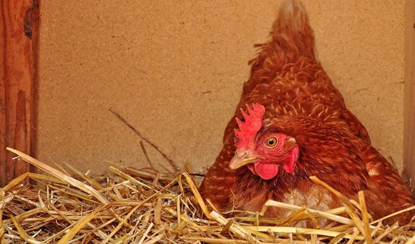 Egg Binding: What It Is and How to Prevent and Treat It