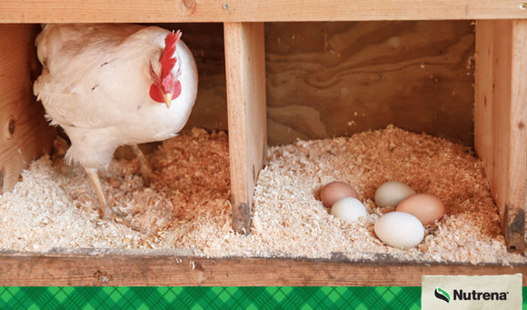 Getting the Most Eggs from Your Hens in Winter