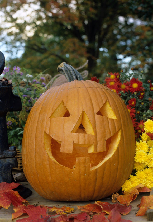 PUMPKIN JACK O'LANTERN (1/2 OZ (EACH))