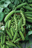 PEA ALASKA (1 LB (EACH))