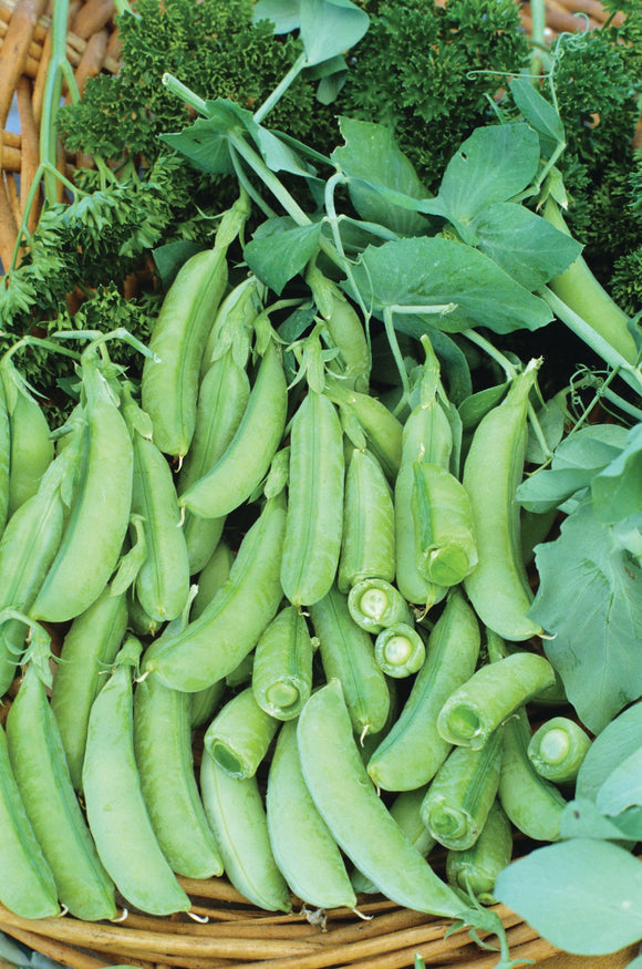 PEA SUPER SUGAR SNAP (1/2 LB (EACH))