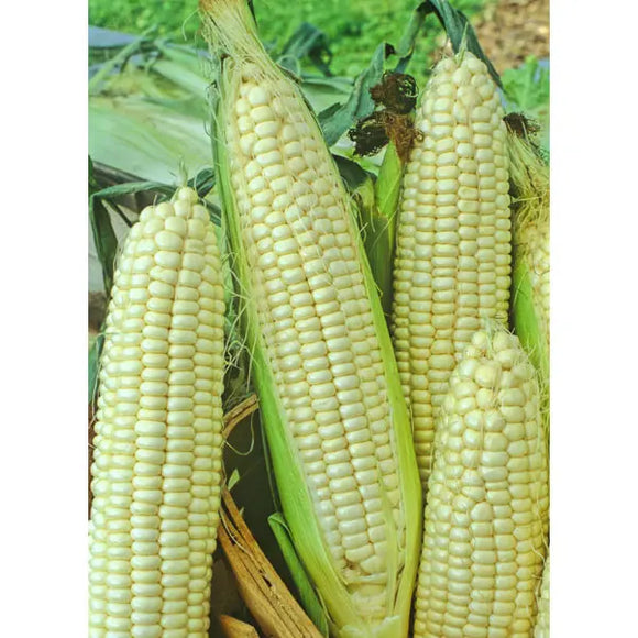 Southern States Seed Division Golden Queen Hybrid Sweetcorn 1 lb (1 lb)