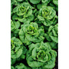 Southern States Seed Division Buttercrunch Lettuce 1/2 oz (1/2 oz)