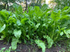 Domain Outdoor Beet Down Food Plot Mix (2 LB)