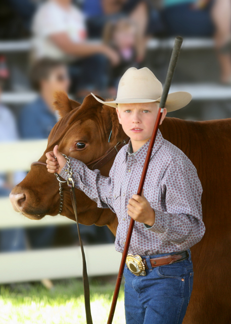 A young boy wearing a cowboy hat and western attire leads a brown cow with a show stick at a livestock exhibition.