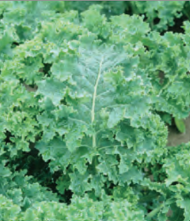 KALE DWARF SIBERIAN CURLED KALE