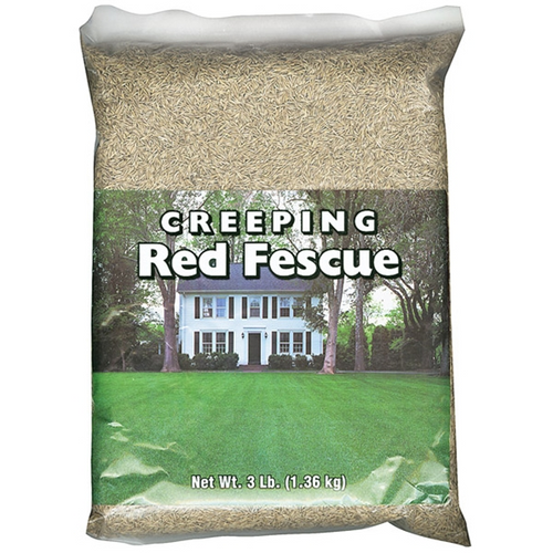 Creeping Red Fescue