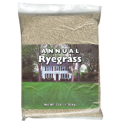 Annual Ryegrass