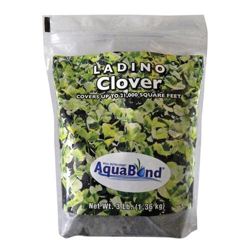 Ladino Clover